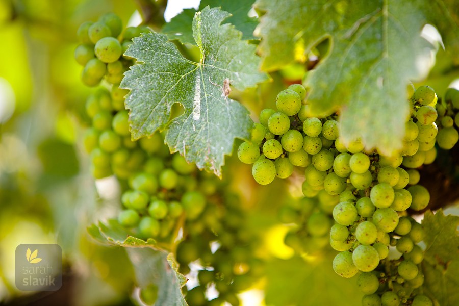 Wine grapes